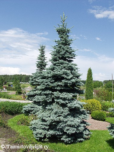 Picea pungens 'Glauca'